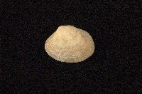 藏品(小眼花簾蛤)的圖片